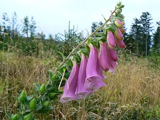 Naparstnica rowa.