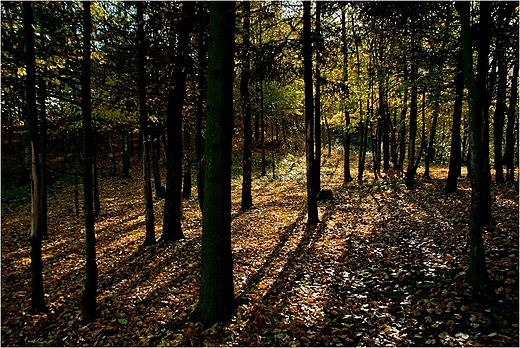 Suwalski Park Krajobrazowy. Na zboczu Zamkowej Gry.