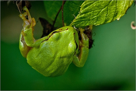 Rzekotka drzewna.Hyla arborea.