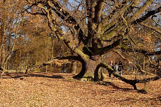 Drzewo pomnik przyrody (jeden  z wielu) w parku