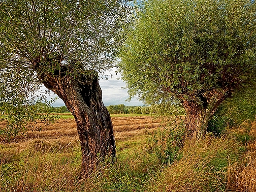 wielkopolskie wierzby