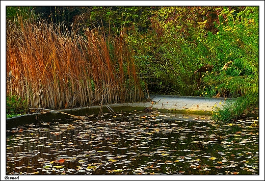 Pozna - Ogrd Botaniczny Uniwersytetu im. A. Mickiewicza