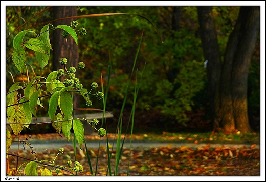 Pozna - Ogrd Botaniczny Uniwersytetu im. A. Mickiewicza