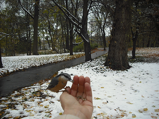 Warszawa. Poranek w azienkach. Kowalik.