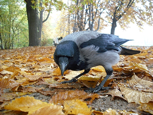 Warszawa. Jesie w azienkach.