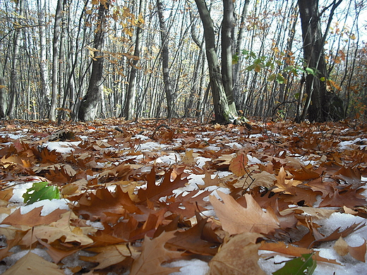 Puszcza Kampinoska.