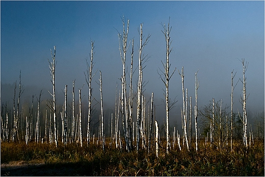 Suwalszczyzna -martwe brzozy.