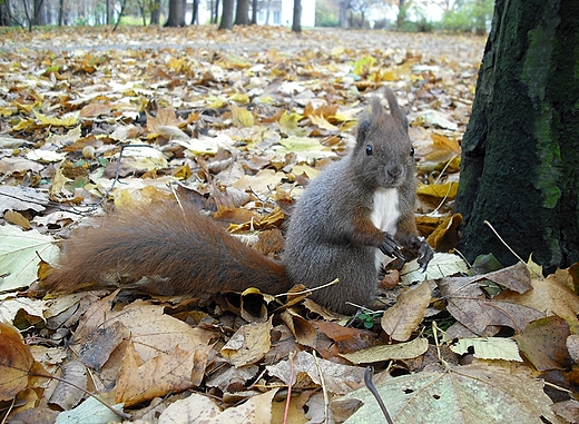 Warszawa. Wiewirka z azienek.