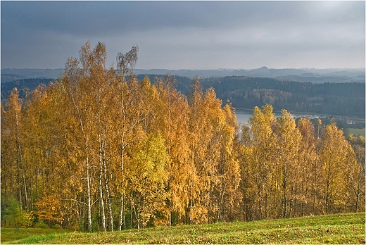 Zota brzezina.W gbi jezioro Jaczno.