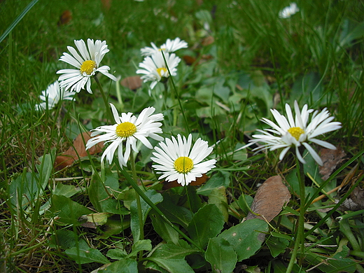 Jesienne stokrotki.