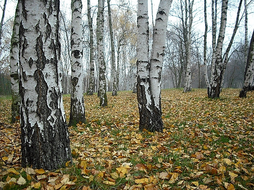 Mga w Warszawie. Park Szczliwicki.