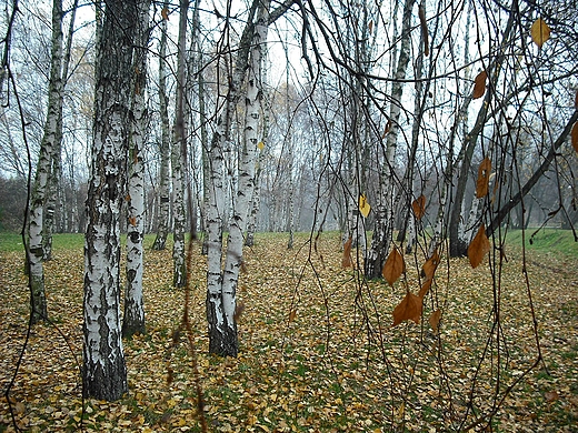 Mga w Warszawie. Park Szczliwicki.