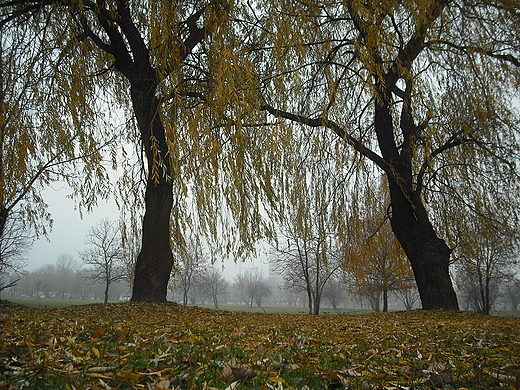 Mga w Warszawie. Park Zachodni.