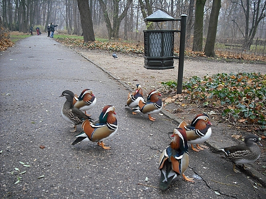 Warszawa. Mandarynki w azienkach.