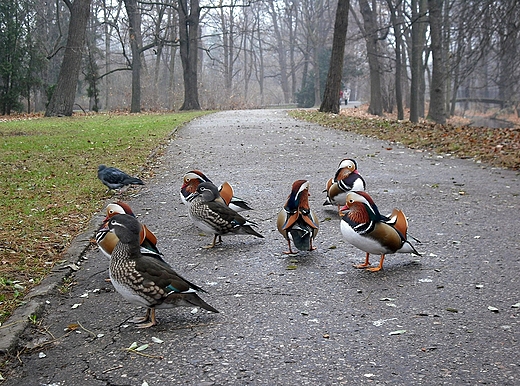 Warszawa. Mandarynki w azienkach.