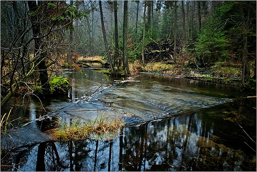 Wigierski Park Narodowy.Rezerwat cisy Kamionka.