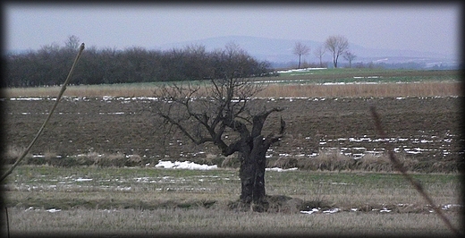 samotne stare drzewo...