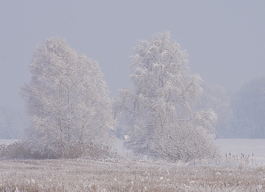 zima i drzewa