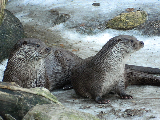 Warszawa. Nowy Rok w warszawskim ZOO.