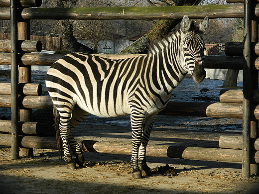 Warszawa. Nowy Rok w warszawskim ZOO.