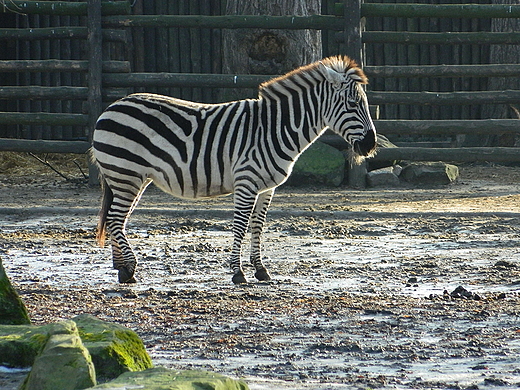 Warszawa. Nowy Rok w warszawskim ZOO.