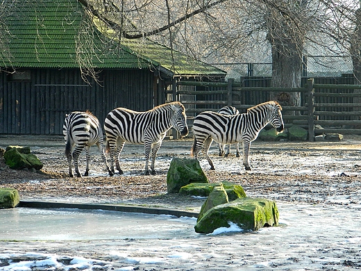 Warszawa. Nowy Rok w warszawskim ZOO.