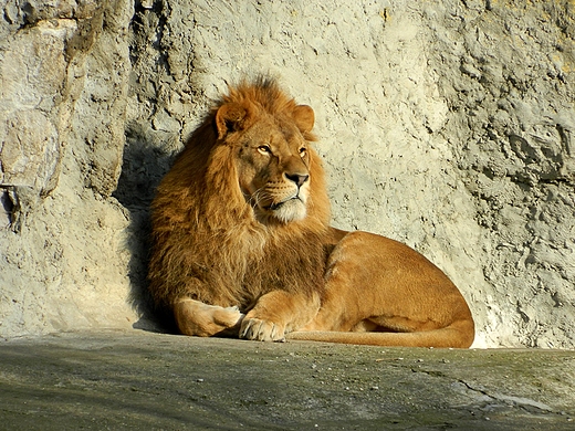 Warszawa. Nowy Rok w warszawskim ZOO.