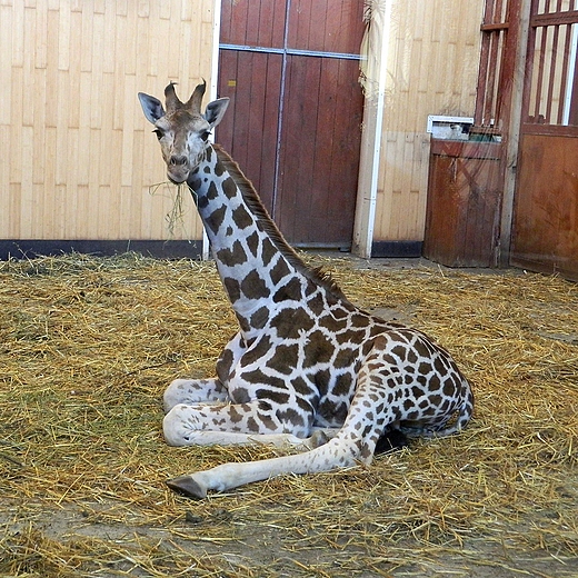 Warszawa. Nowy Rok w warszawskim ZOO.