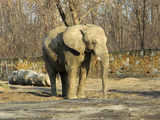 Warszawa. Nowy Rok w warszawskim ZOO.