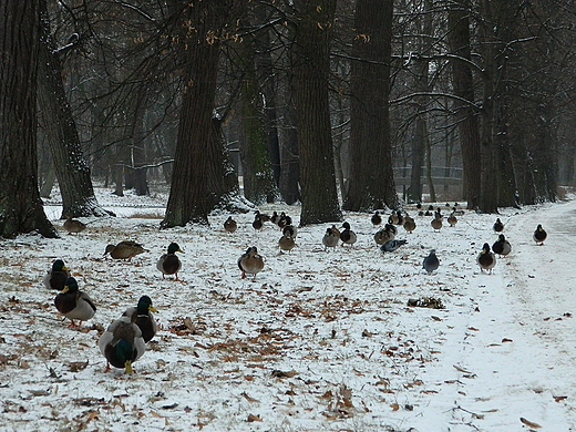 Warszawa. Zimowe azienki.