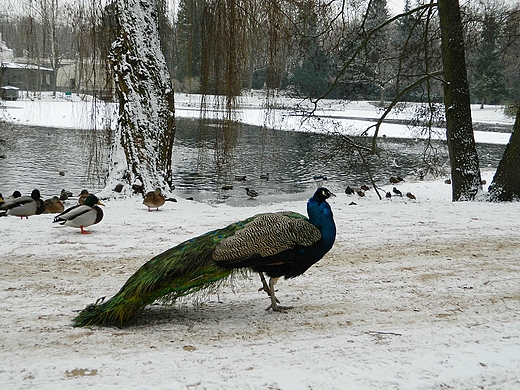 Warszawa. Zimowe azienki.