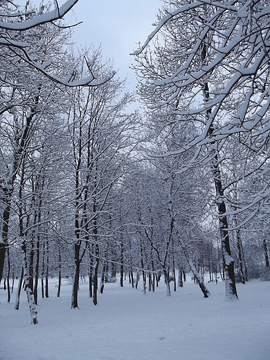 Park Kociuszki w Katowicach