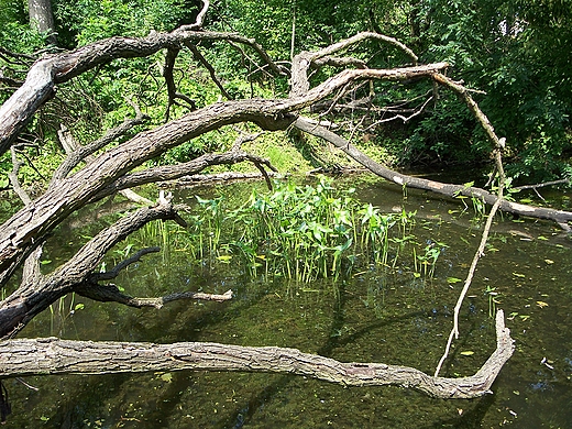 Park Skaryszewski.