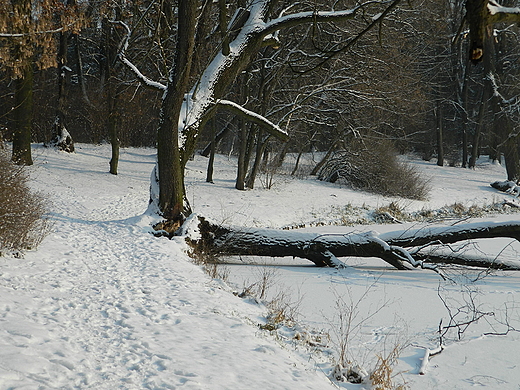 Warszawa. Park Skaryszewski zim.