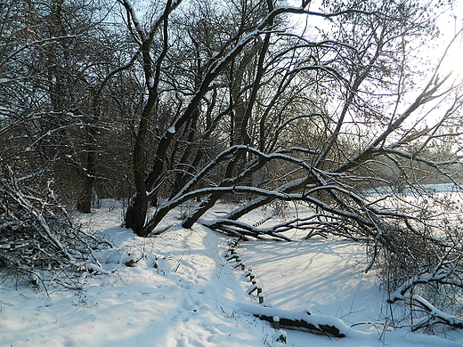 Warszawa. Park Skaryszewski zim.