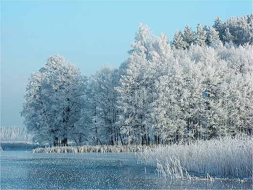 Jezioro Wigry - wyspa Ostrw.