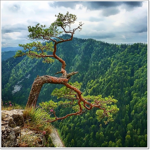 Pieniny. Sokolica i najsynniejsza polska reliktowa sosna