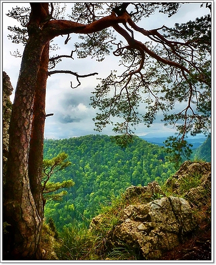 Pieniny. Sokolica - reliktowa sosna.