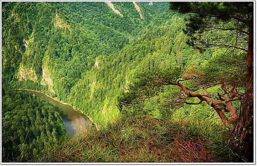 Pieniny. Sokolica - reliktowa sosna i Dunajec