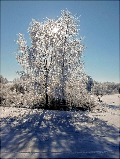 Oszroniona brzoza.