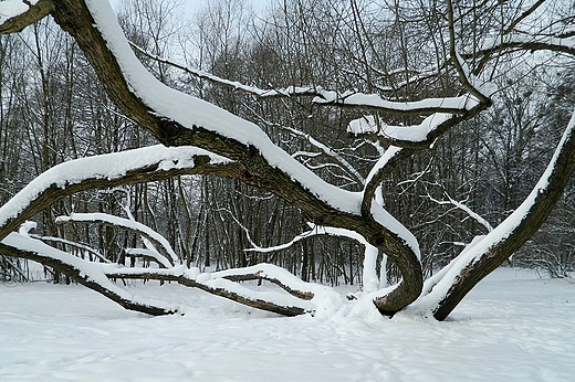 Pruszkw. Park Potulickich.