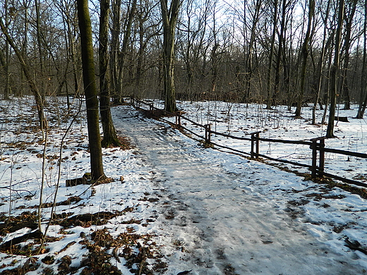 Warszawa. Lasek Bielaski.