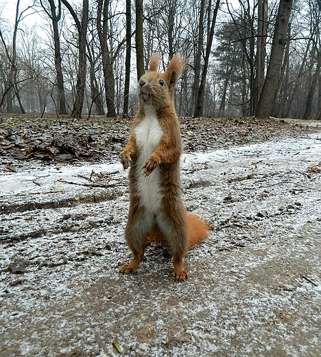 Warszawa. Wiewirka w azienkach.