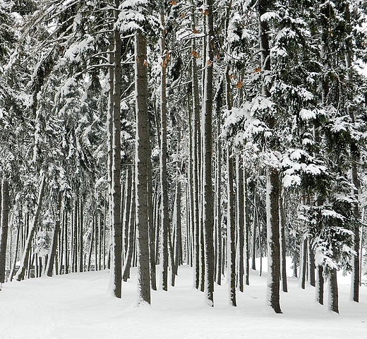 Warszawa. Zimowy Park Skaryszewski.