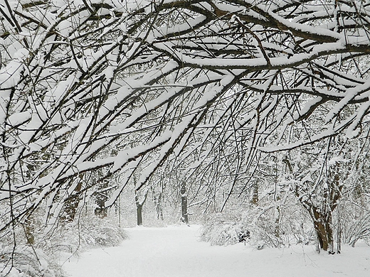 Warszawa. Zimowy Park Skaryszewski.