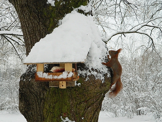 Warszawa. Zimowy Park Skaryszewski.