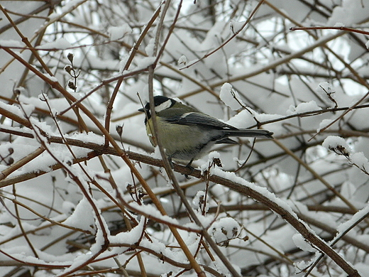 Warszawa. Zimowy Park Skaryszewski.