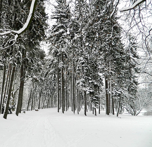 Warszawa. Zimowy Park Skaryszewski.