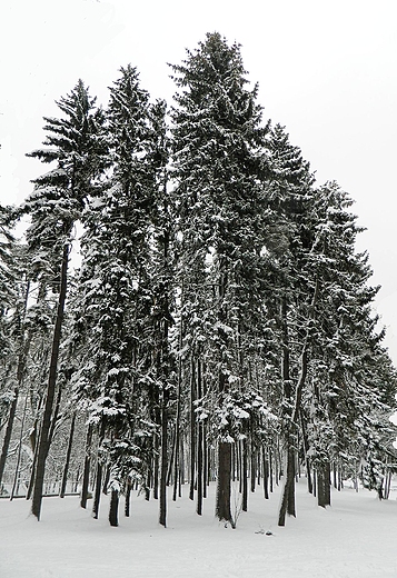 Warszawa. Zimowy Park Skaryszewski.