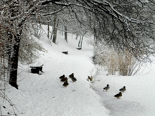 Warszawa. Zimowy Park Szczliwicki.